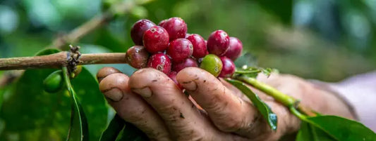 Is Fairtrade Coffee Actually Fair-Trade? Exploring Its Impact, Limitations, and Ethical Alternatives