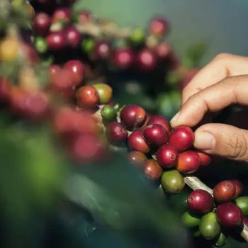 Hand picking red coffee berries from a branch